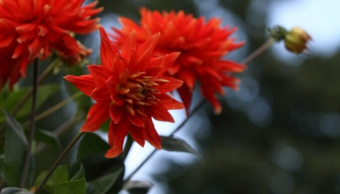 SVEICIENS SKOLOTĀJU DIENĀ!